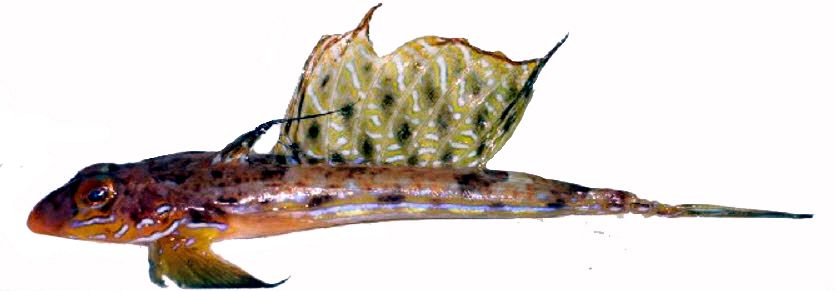 Callionymus reticulatus_0091